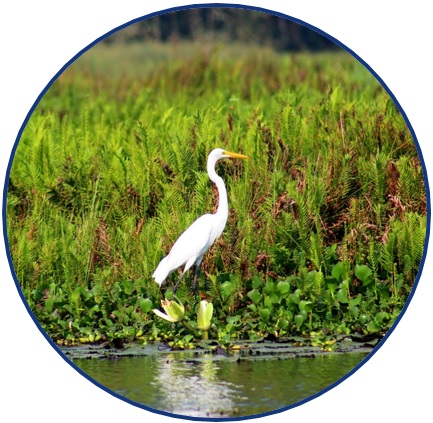 Picture of a white crane near the edge of a body of water, surrounded by green grass and various other vegetation. The picture is a logo symbolizing the research theme of: “Preserving the Environment”.